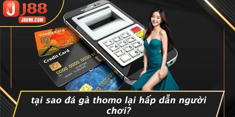 Tại Sao Đá Gà Thomo Lại Hấp Dẫn Người Chơi?